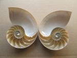 NAUTILUS POMPILIUS COUPE EN 2